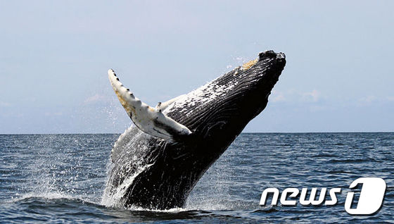 오키나와 혹등 고래 © News1