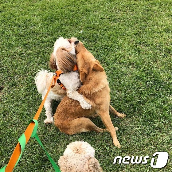 다른 강아지들과 잘 놀던 '상암이'(사진 SNS 캡처)© News1