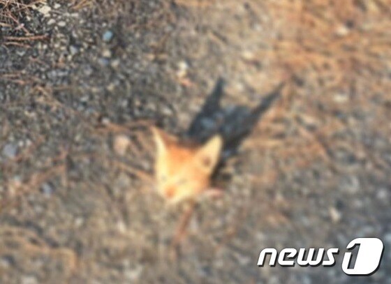 지난 15일 경북 경산시 대동 영남대학교 본관 옆길에서 발견된 고양이 얼굴.(사진 신고자 A씨 제공)© News1