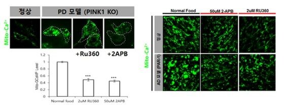 파킨슨병 모델 (PD, PINK1 KO)과 알츠하이머모델 (PAR-1)에서 나타나는 미토콘드리아 칼슘 증가 현상 및 화합물의 억제효과.(생명연 제공)