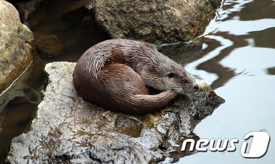 지난해 강원 인제군 소양강 상류에서 구조된 아기 수달. © News1 홍성우 기자