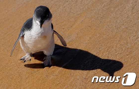 세계에서 가장 작은 펭귄으로 호주 남부 해안 등에 서식하는 요정펭귄. © AFP=뉴스1
