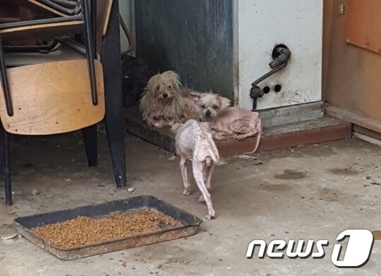 모란시장에서 개고기를 판매하던 상인들이 LH 공사 부지를 무단 점검하며 방치했던 개들.© News1 김연수 기자
