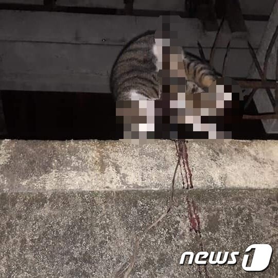 반여동 재개발 지역에서 쇠꼬챙이에 찔려 죽은 고양이 사체가 발견됐다.(사진 부산동물학대방지연합 제공)© News1