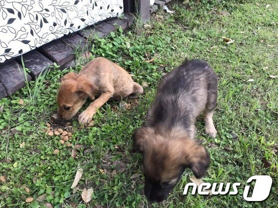 개들이 죽어있는 주변을 배회하고 있던 새끼강아지들.(사진 페이스북 캡처)© News1