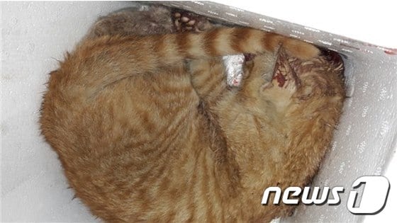 죽은 고양이.(사진 케어 제공)© News1