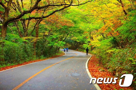 한반도의 마지막 단풍이 머무는 전남 해남군 두륜산의 대흥사 십리 숲길이 아름답게 물들어가고 있다.(해남군 제공)2018.10.28 /뉴스1 © News1 