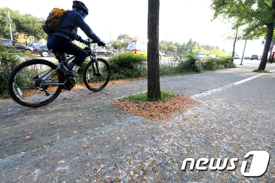 은행나무 열매가 터지고 여기저기 뒹굴며 악취를 풍기고 있다. /뉴스1 © News1 공정식 기자