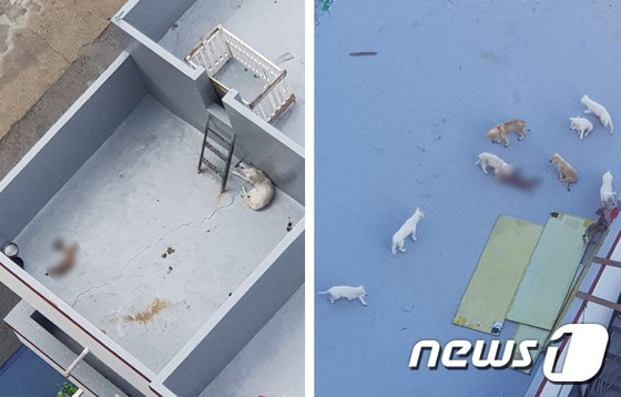 충북 청주의 한 건물 옥상에 10여 마리의 살아있는 개와 훼손된 사체가 방치되고 있다는 신고가 경찰에 접수됐다.  (한국유기동물복지협회 제공) © News1