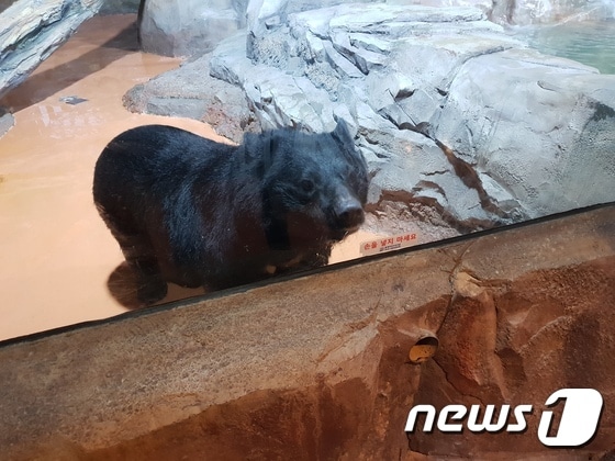 반달가슴곰이 실내동물원에 살고 있는 모습.© News1 이기림 기자