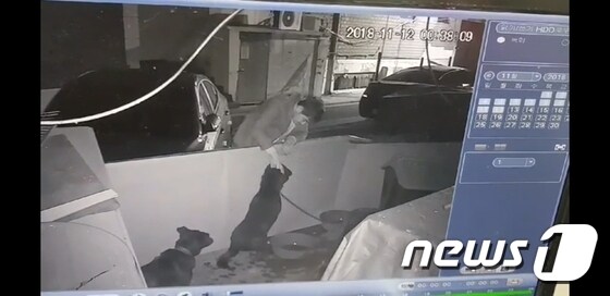 지난 12일 서울 용산구 후암동 한 주택 앞에서 개를 학대하는 남성이 포착됐다.(사진 이효남 서울 동물보호명예감시원 제공)© News1