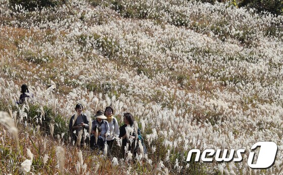 제주시 애월읍 새별오름에서 관광객들이 억새길 사이로 산책을 하며 가을을 느끼고 있다(뉴스1DB) © News1 이석형 기자