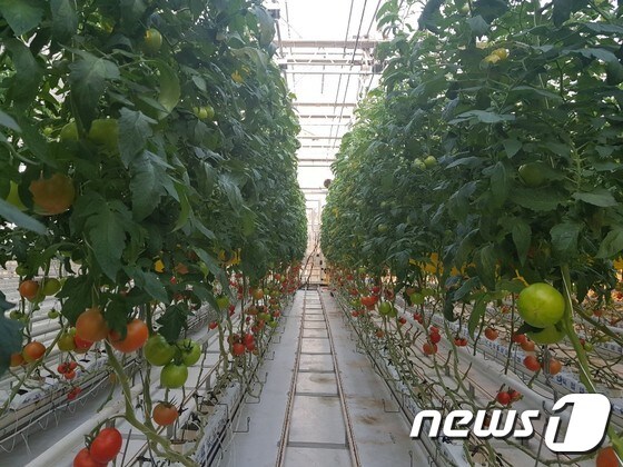 스마트팜 기술이 적용된 전북 익산의 로즈벨리 토마토 온실© News1