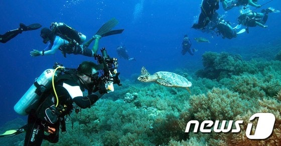 코로나19 팬데믹(세계적 대유행) 전 남태평양 섬국가 팔라우 한 다이빙 포인트에서 수중 환경을 관찰하는 다이버들. (자료사진) © AFP=뉴스1