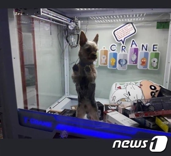 인형뽑기 기계 안에 갇힌 강아지.(인스타그램 캡처)© News1