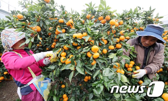 제주 서귀포시 하례리 한 감귤 농장에서 농민들이 감귤을 수확하고 있다.2018.11.26/뉴스1 © News1