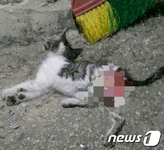 잔인하게 죽은 상태로 발견된 길고양이.(사진 부산 동물사랑 길고양이보호연대 제공)© News1