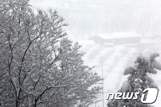 전국에서 예외적으로 많은 눈이 내리고 있는 울릉도. /뉴스1 DB © News1 안은나 기자