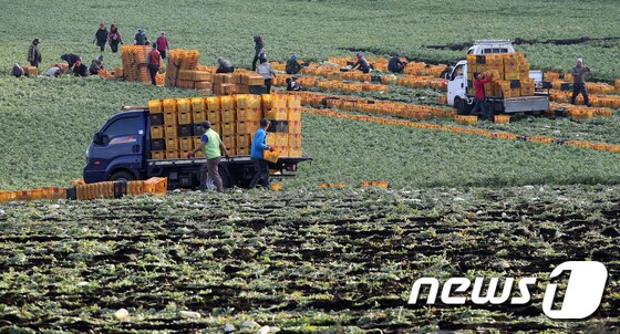 '제주 월동무 수확에 바쁜 농민들'