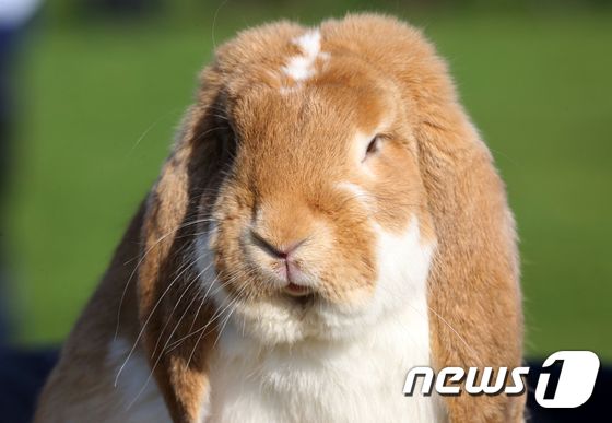 토끼. <자료사진> © AFP=뉴스1