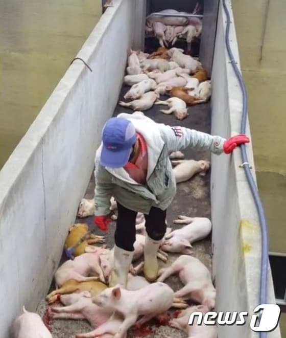 돼지들을 망치로 내리치고 있는 농장직원.(사진 동물자유연대, 동물권행동 카라 제공)© News1