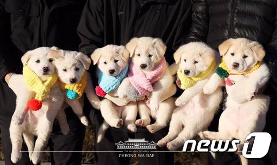 북측의 선물로 온 곰이가 낳은 여섯마리의 새끼들. (청와대 페이스북) 2018.12.25/뉴스1