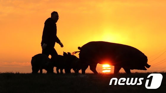 '돼지의 해'인 2019년 기해년(己亥年)이 밝았다. 돼지들이 떠오르는 새해 태양을 뒤로 한 모습. 2019.1.1/뉴스1 © News1 장수영 기자