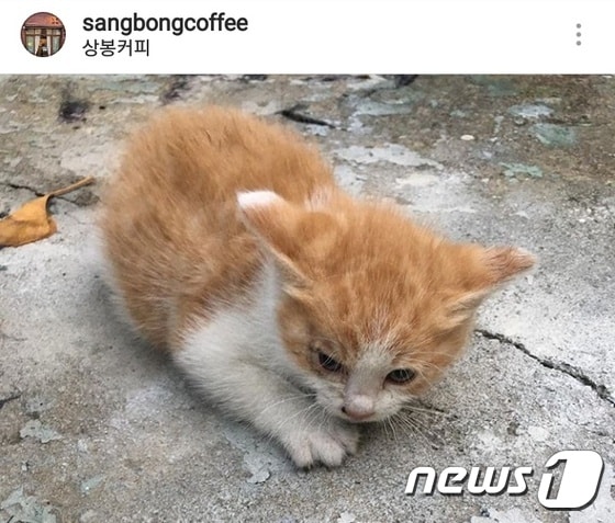 한종희씨를 물었던 길고양이의 새끼. 사진 상봉커피 인스타그램 © News1