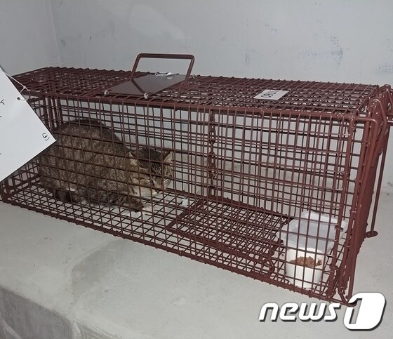 중성화를 위해 포획된 길고양이(서울시 제공)© News1