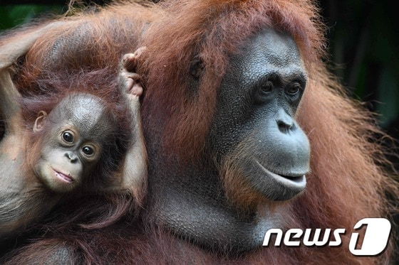 싱가포르 동물원의 오랑우탄 <자료사진> © AFP=뉴스1