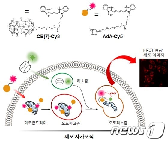 쿠커비투릴-아다만탄아민 분자 결합을 이용한 세포 자가포식 관찰법© News1