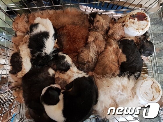 천안의 펫숍에서 발견된 개들의 사체(사진 동물자유연대 제공)© News1
