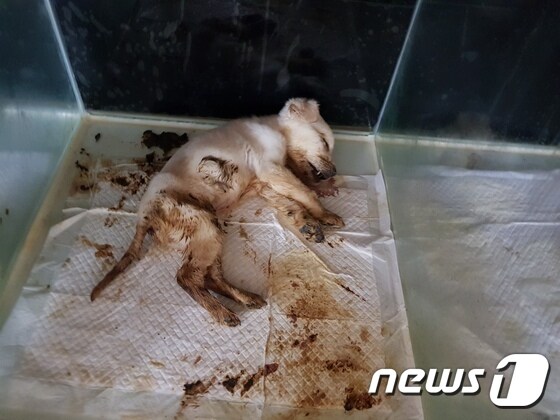 천안의 한 펫숍에서 방치 등으로 죽은 79마리의 개 사체가 발견됐다(사진 동물자유연대 제공)© News1