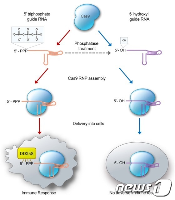 유전자가위의 구성성분인 gRNA의 말단 인산 그룹의 면역반응 비교© News1