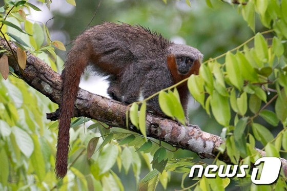 아마존 희귀 동물 <자료사진> © AFP=뉴스1