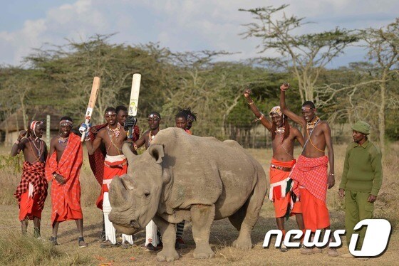 지난해 6월 촬영된 북부흰코뿔소 '수단'(가운데)의 모습. © AFP=뉴스1