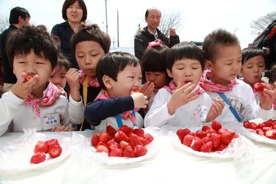 논산딸기 축제에서 딸기를 맛보고 있는 아이들. 논산시 제공