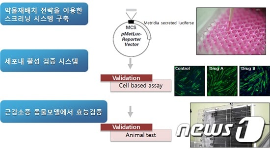 근육분화 촉진 후보물질 발굴과정(생명공학연 제공)© News1