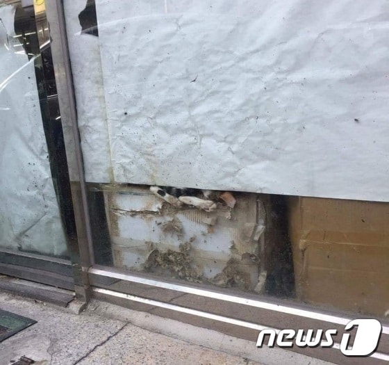 지난해 9월 폐업한 카페에서 방치됐던 고양이들이 죽었다는 제보가 대구의 한 대학 SNS에 올라와 네티즌들의 공분을 샀다(사진 SNS 캡처)© News1