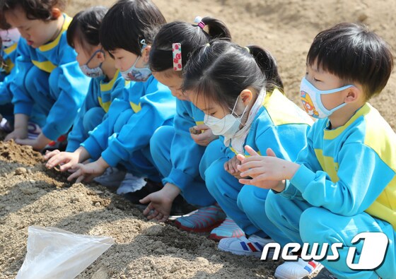 대구 달서구 송현동 꿈나무 자연사랑 체험장에서 마스크를 쓴 어린이들이 감자를 심고 있다. /뉴스1 © News1 공정식 기자