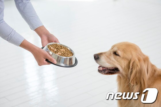 사료 먹는 강아지. 사진 이미지투데이 © News1