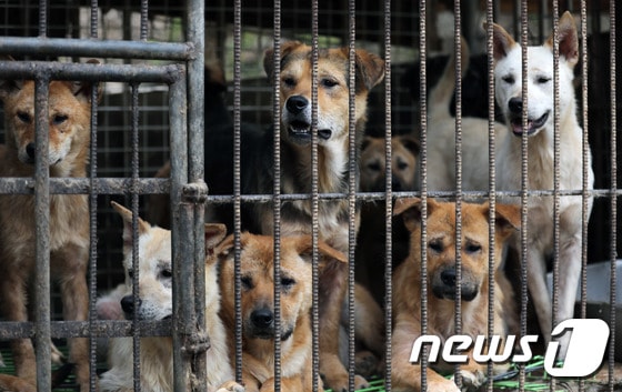 개 사육농장. 우리에 갇혀 있는 개들.  © News1 DB 
