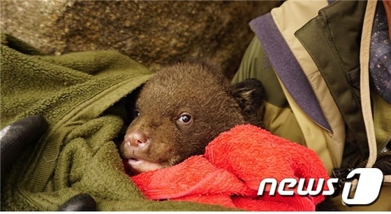 새끼 반달가슴곰.(자료사진 국립공원관리공단 제공) © News1 한재준 기자