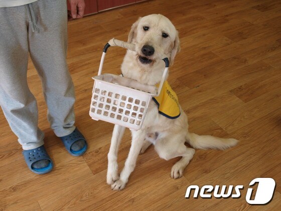 한국장애인도우미견협회에서 장애인 도우미견 양성교육을 받고 있는 개.(사진 협회 제공)© News1