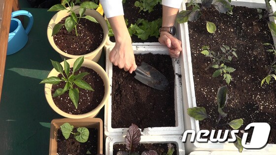 임선우씨(28)가 성남시 수정구 인근 옥탑 텃밭에서 가꾸는 작물들. © News1