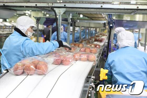 충북 증평군 소재 롯데 신선품질혁신센터에서 직원들이 사과를 포장하고 있다.© News1