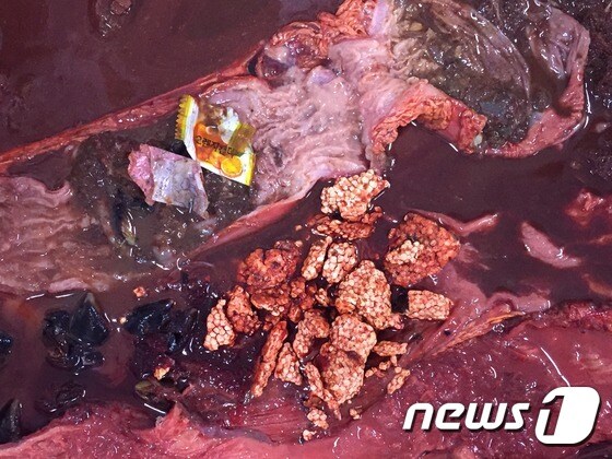 바다거북 배속에서 발견된 해양쓰레기들.(사진 WWF제공)© News1