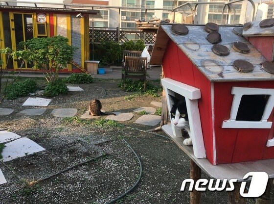 25일 서울 강동구청 성안별관청사 옥상에 설치된 길고양이 쉼터에서 한 고양이가 쉬고 있는 모습.© News1 이기림 기자