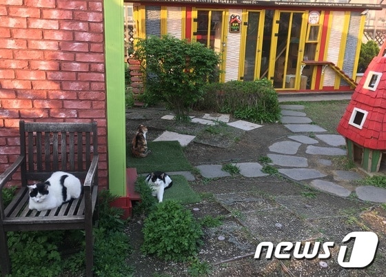 25일 서울 강동구청 성안별관청사 옥상에 설치된 길고양이 쉼터에서 고양이들이 놀고 있다.© News1 이기림 기자