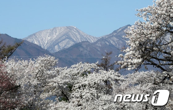 설악산에 핀 벚꽃 자료사진 .(뉴스1 DB)